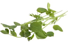 Spring pea 110gr